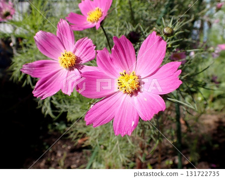 Cosmos Cosmos 131722735