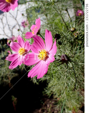 Cosmos Cosmos 131722736