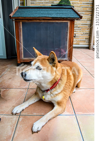 Shiba Inu looking forward to his meal 131722751