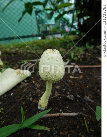 Parasol mushroom young mushroom 131722763