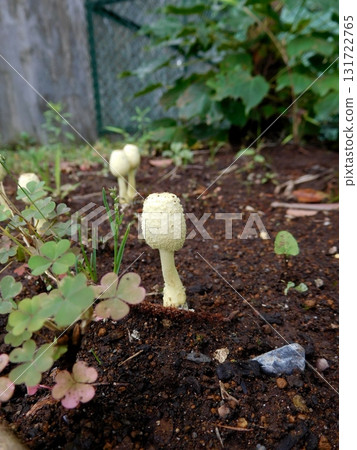 Parasol mushroom young mushroom Parasol mushroom young mushroom 131722765