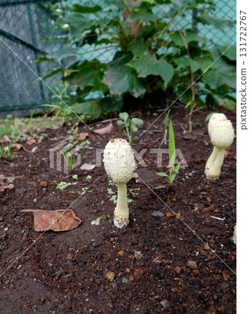 Parasol mushroom young mushroom 131722767