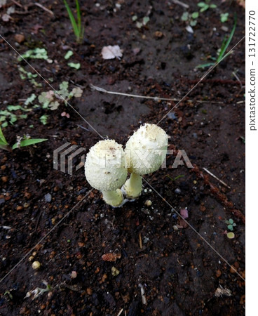 Parasol mushroom young mushroom Parasol mushroom young mushroom 131722770