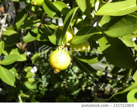 Guava fruit harvest has begun 131722869