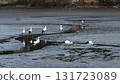 Stork 131723089