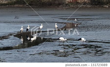 Stork 131723089