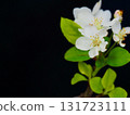 Hime Apple Mini Bonsai 131723111