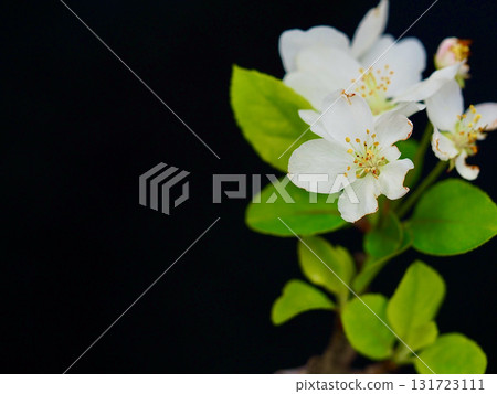 姬蘋果迷你盆景 131723111