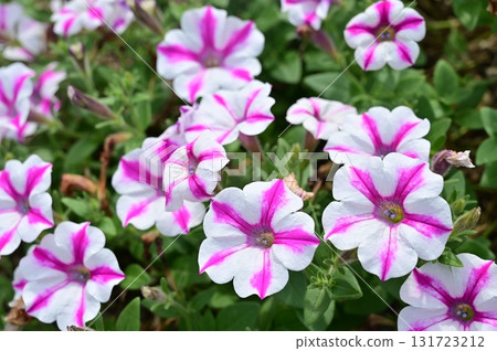 Supertunia raviduvi(茄科)矮牽牛 Supertunia raviduvi(茄科)矮牽牛 131723212