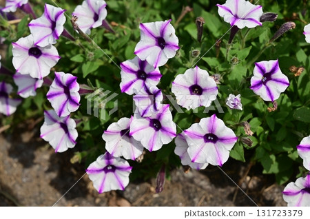 Supertunia Vista (Solanaceae) Petunia Supertunia Vista (Solanaceae) Petunia 131723379