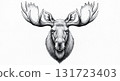 Pencil sketch of a moose head and antlers on a white background 131723403
