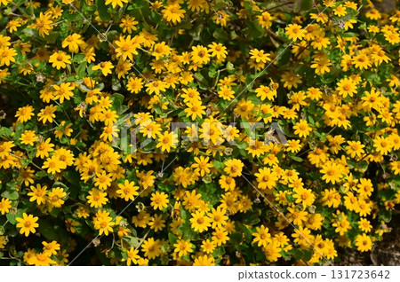 紫菊(菊科)一年生植物 紫菊(菊科)一年生植物 131723642
