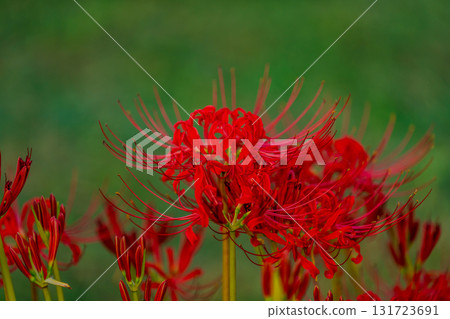 red spider lily 131723691