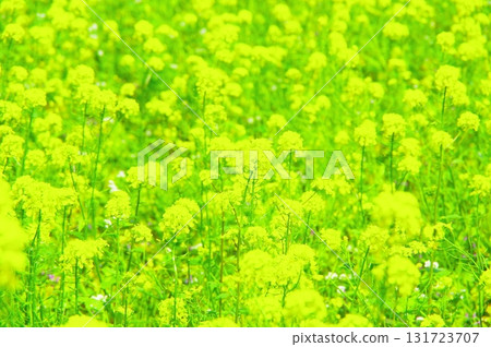 盛開的油菜花〉 盛開的油菜花〉 131723707