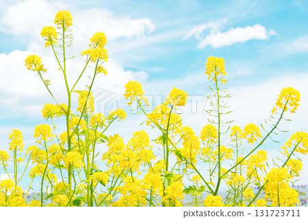Canola flowers in full bloom　 131723711