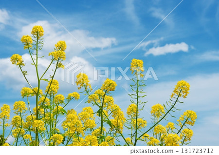 Canola flowers in full bloom　 131723712