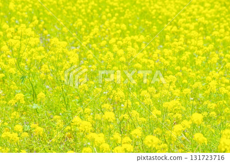 Canola flowers in full bloom Canola flowers in full bloom 131723716