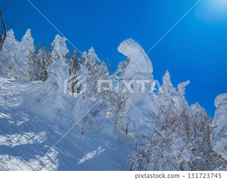 Snow monsters, or frost-covered trees, towering under a blue sky (Yokoteyama, Shiga Kogen, Nagano Prefecture) 131723745