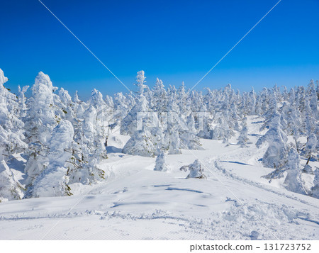 靜謐的雪山,雪地足跡,樹上覆蓋霜凍(長野縣志賀高原橫手山) 靜謐的雪山,雪地足跡,樹上覆蓋霜凍(長野縣志賀高原橫手山) 131723752