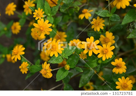 紫菊（菊科）一年生植物 131723781