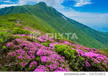 Miyamaki azalea seen from the Mt. Ofuna hiking trail Miyamaki azalea seen from the Mt. Ofuna hiking trail 131723811