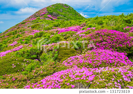 從大船山登山道看到的三山卷杜鵑花 131723819