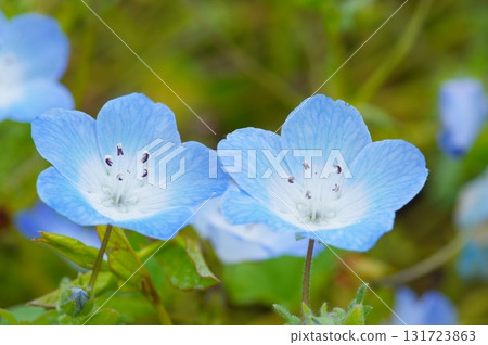 Nemophila flower Nemophila flower 131723863