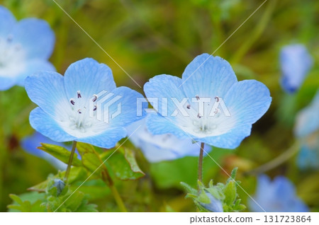 Nemophila flower Nemophila flower 131723864