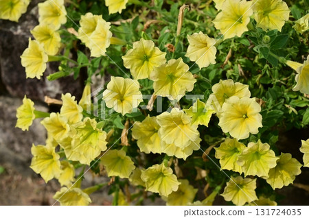 Supertunia Safinia Bouquet (Solanaceae) Petunia 131724035