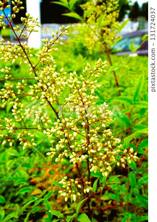 Nandina flower bud garden tree 131724037