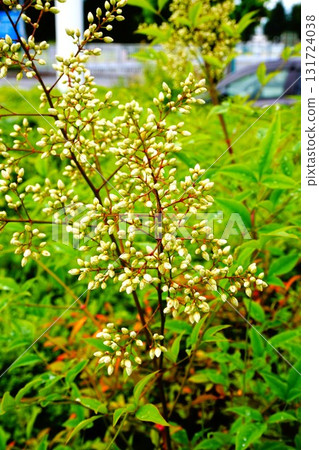 南天竹花蕾園林樹 131724038