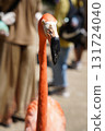Flamingos you can interact with 131724040