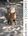 Sitting kangaroo 131724043
