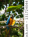  colorful 131724044