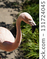 Flamingos at close range 131724045