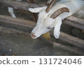 A goat that takes a face out of the fence 131724046