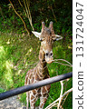 Giraffe feeding 131724047