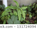蕨類植物和其他葉子。 131724094