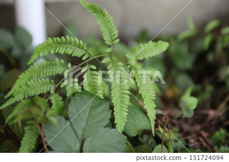 Ferns and other leaves. Ferns and other leaves. 131724094
