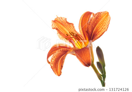 Orange lily flowers with green stems on isolation Orange lily flowers with green stems on isolation 131724126