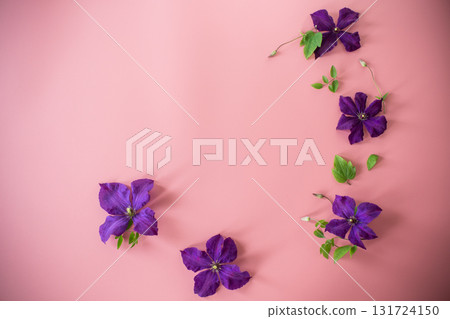 purple clematis branch on pink background top purple clematis branch on pink background top 131724150