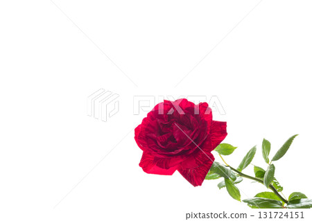Bright red rose for postcard design Bright red rose for postcard design 131724151