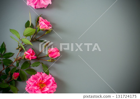 Minimalist garden rose arrangement on a gray background 131724175