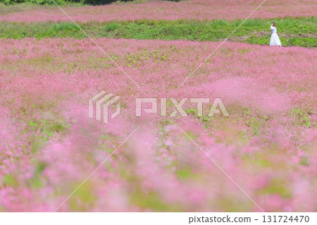 A woman strolling through a field of red buckwheat flowers (Akasoba Village, Minowa Town, Nagano Prefecture) A woman strolling through a field of red buckwheat flowers (Akasoba Village, Minowa Town, Nagano Prefecture) 131724470