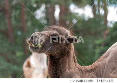 portrait of a camel with a green background, Camelus bactrianus, brown fur mammal close-up 131724480