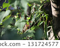 小的嫩葉。 131724577