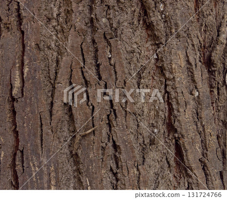 Olive tree bark pinaster trunk symbol. Texture made of olive tree bark . Beautiful olive tree bark trunk background. Greece, Conceptual image. Peaceful nature. 131724766