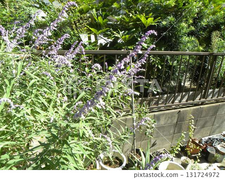 purple spike flowers of amethyst sage purple spike flowers of amethyst sage 131724972