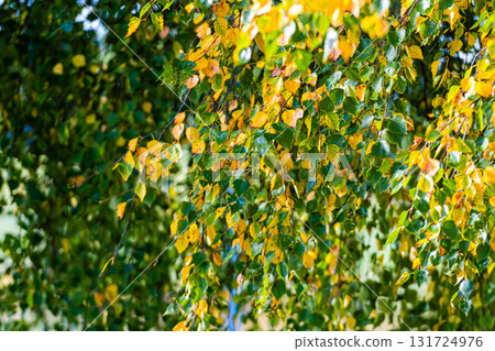 branches of birch tree with green and yellow leaves 131724976
