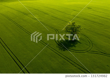 aerial view of lonely tree in a green field, perfect afternoon light, shadows and colors aerial view of lonely tree in a green field, perfect afternoon light, shadows and colors 131724982